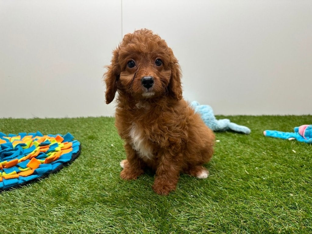 Cavapoo pups (F1), België, 8 tot 15 weken, CDV (hondenziekte), Meerdere