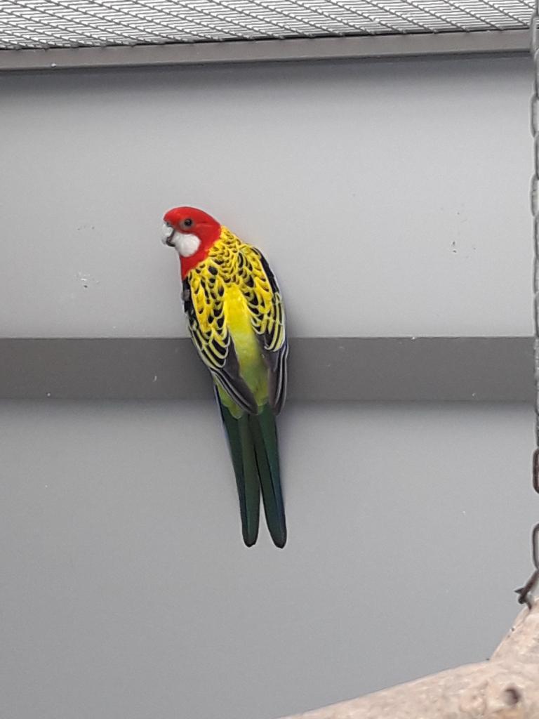 Prachtrosella man (Goudmantel) Rosella, Mannelijk, Geringd