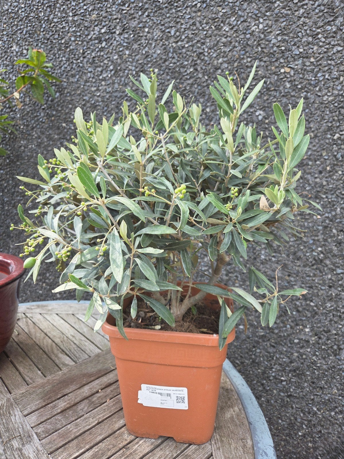 Olijfboom Olea Europaea struik, Tuin en Terras, Ophalen