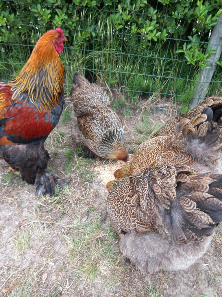 Brahma goudpatrijs broedeieren, Dieren en Toebehoren, Pluimvee, Geslacht onbekend, Kip