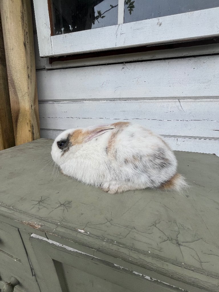 Dwerg konijntje, Dieren en Toebehoren, Konijnen, Mannelijk, Dwerg