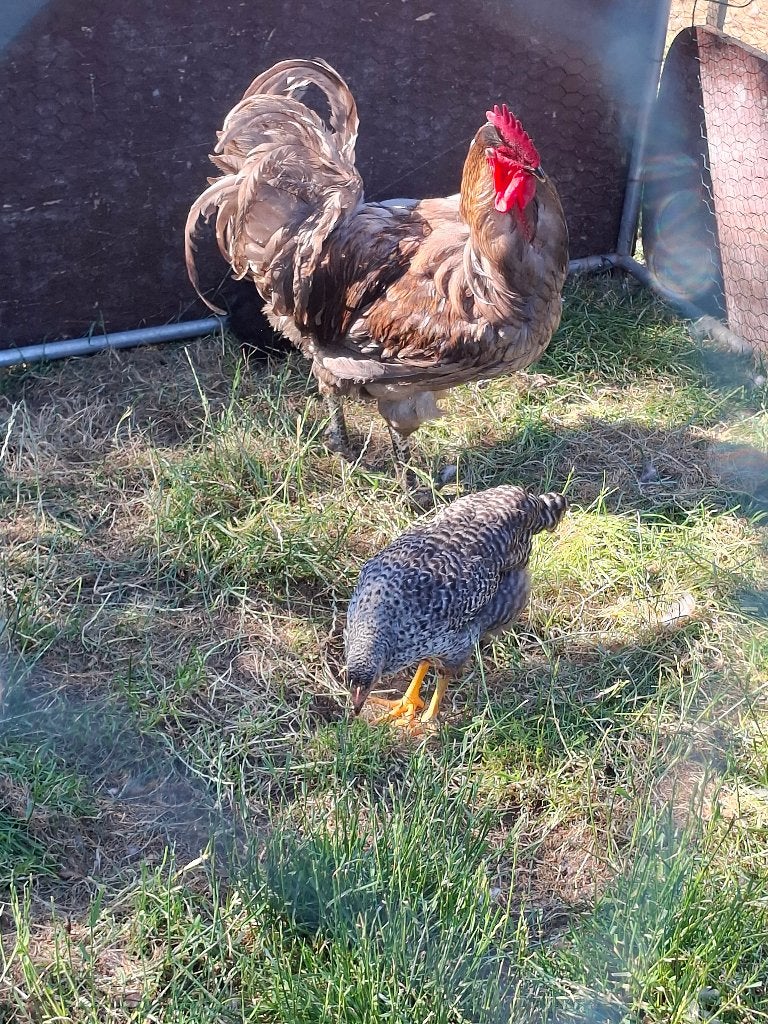 Gratis Jersey giant haan, Dieren en Toebehoren, Pluimvee, Mannelijk, Kip