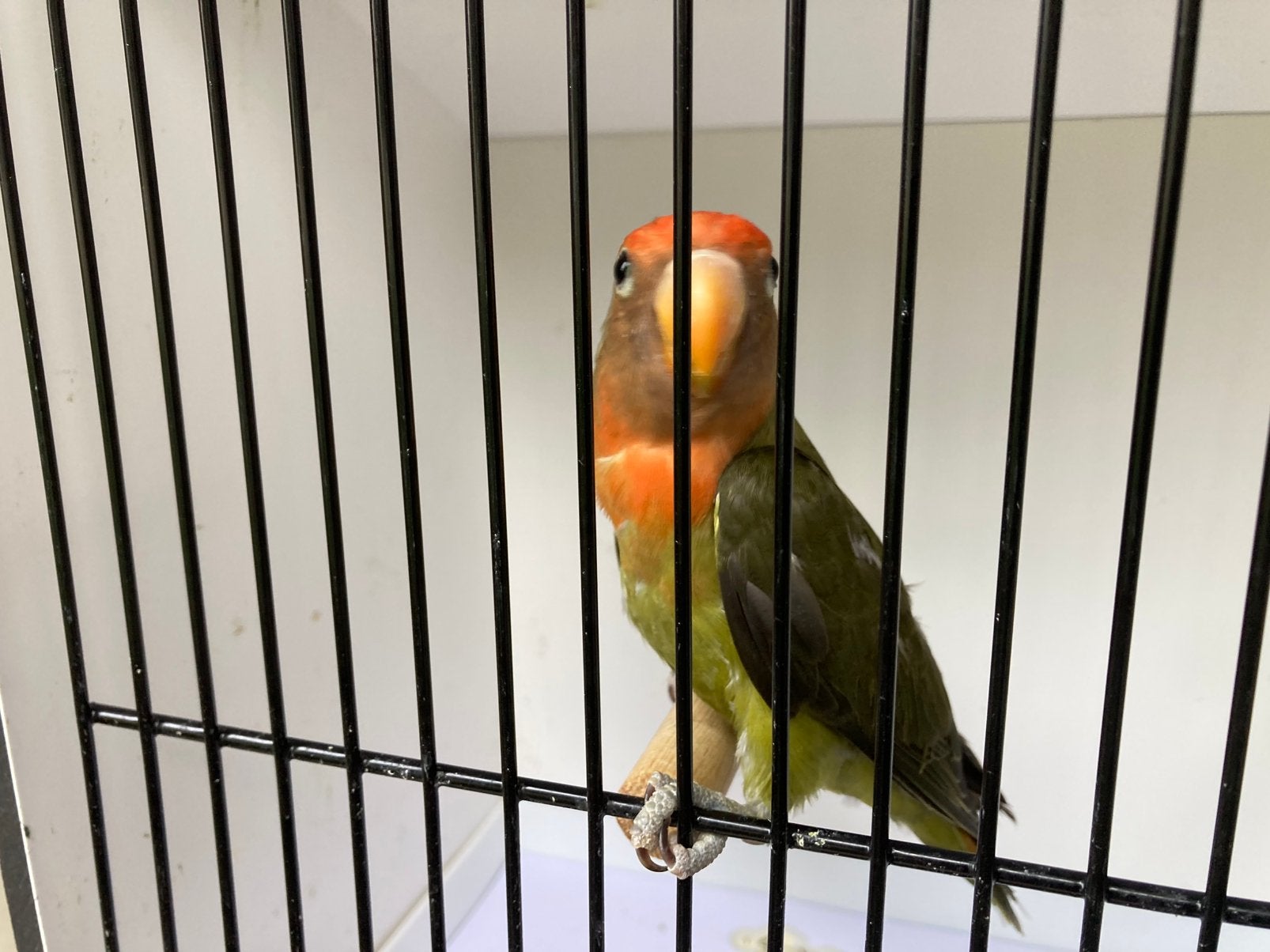 Dwergpapegaai, Animaux & Accessoires, Sexe inconnu