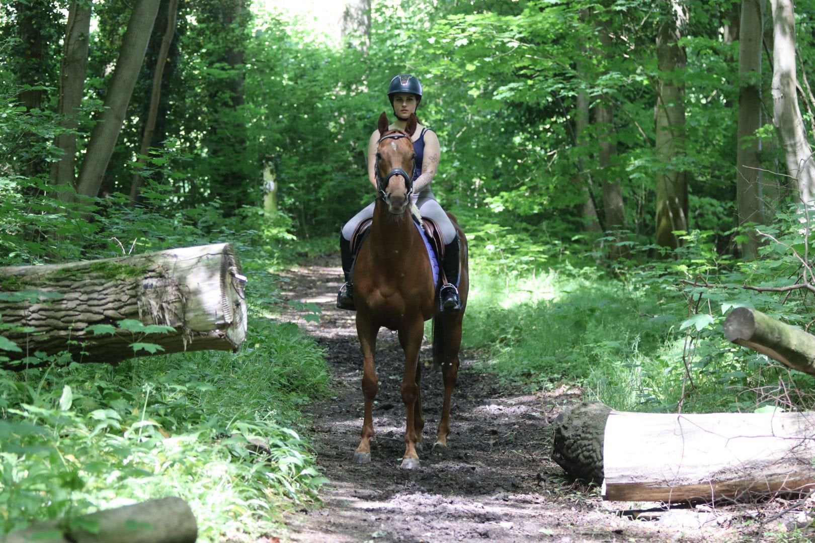 Joli hongre, Hongre, Cheval de récréation
