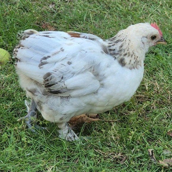 Haantje kruising cochin kriel x zwart/witte leghorn, Dieren en Toebehoren, Pluimvee