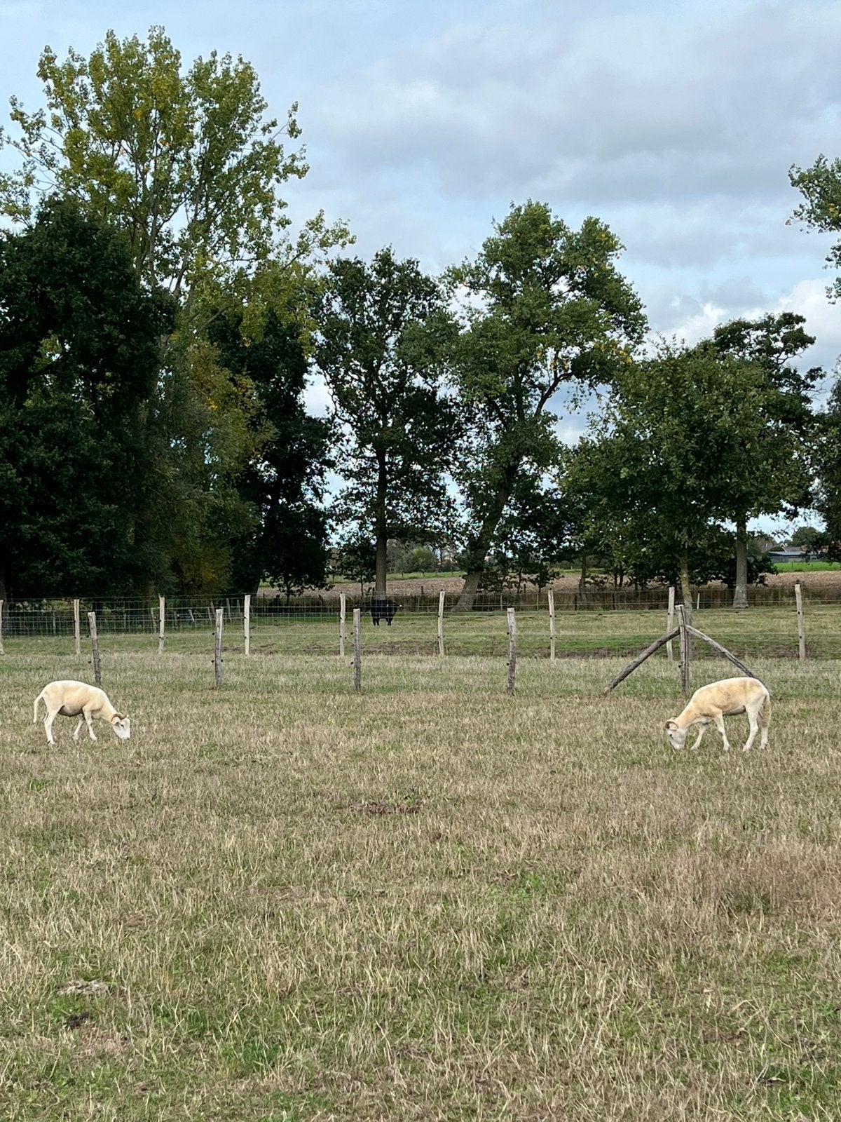 Wiltschire horn ooien te koop, Dieren en Toebehoren