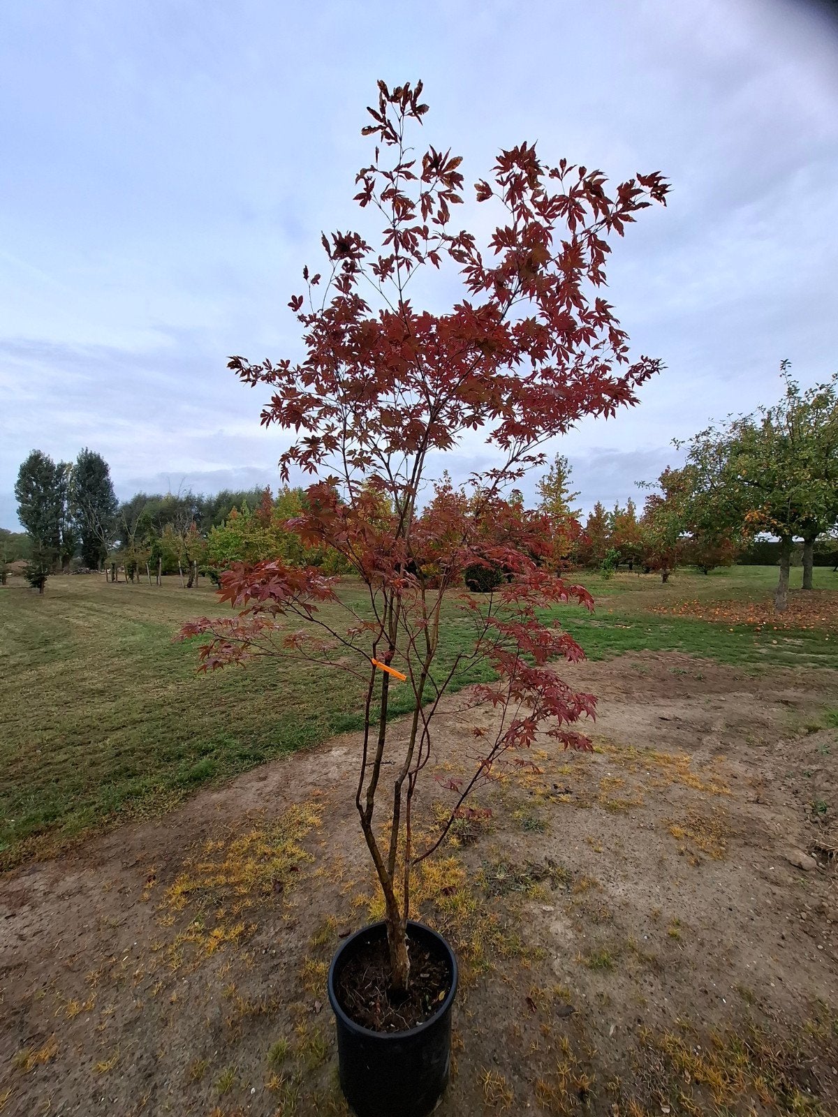 acer, Jardin & Terrasse, Enlèvement