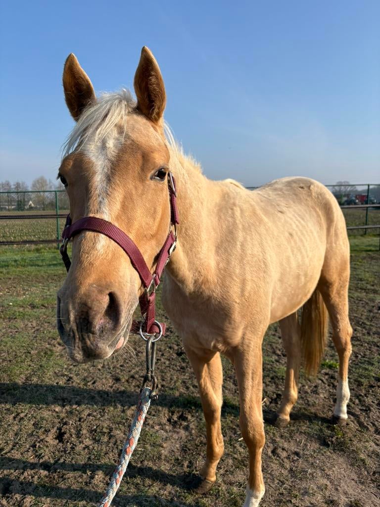 Quarter merrie, Dieren en Toebehoren, Merrie