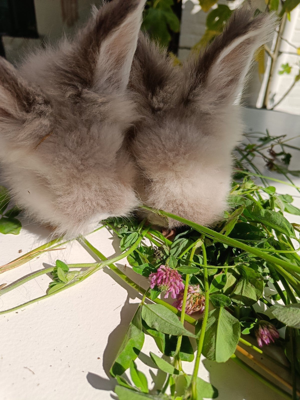 Zuivere Engelse Angora konijntjes, Dieren en Toebehoren, Konijnen, Middelgroot, Meerdere dieren, 0 tot 2 jaar