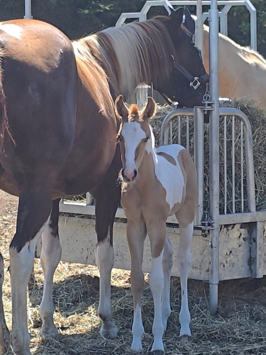 Super Mooi Red dun tobiano splash 1 merrieveulen, Dieren en Toebehoren, Merrie, Met stamboom, Niet van toepassing, 0 tot 2 jaar