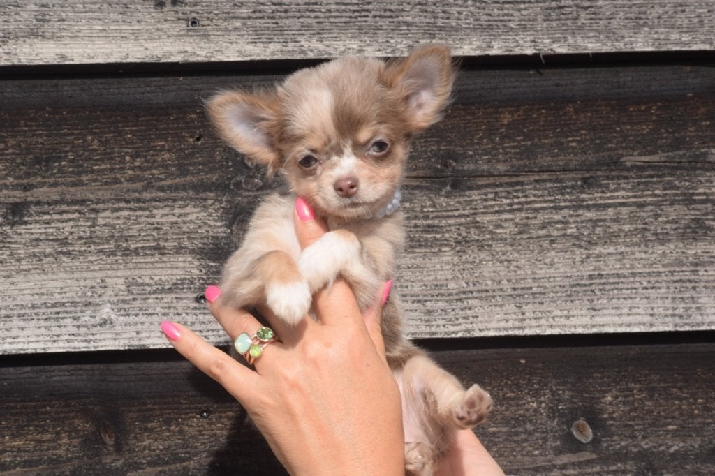 Chihuahua pups mooie keuze, Dieren en Toebehoren, 15 weken tot 1 jaar, Buitenland, CDV (hondenziekte), Meerdere