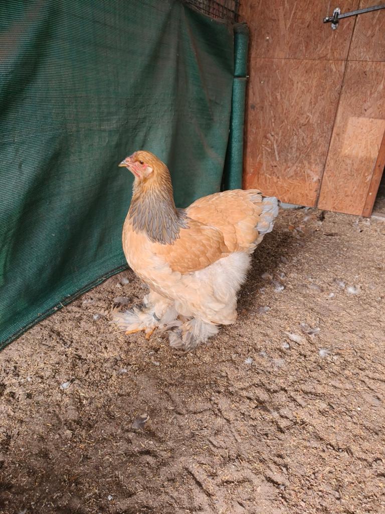 Brahma hennen