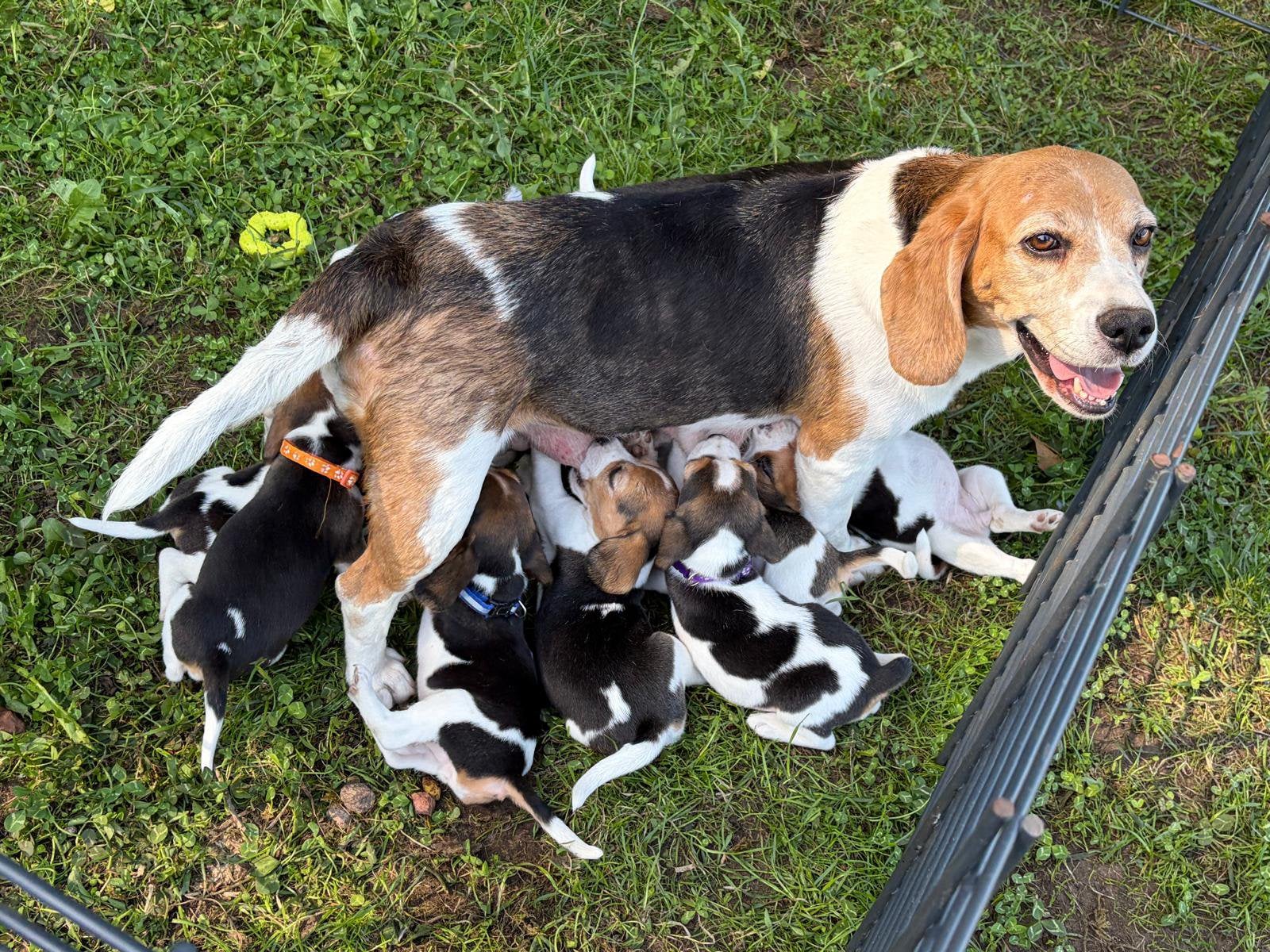 Ondeugende Beagle pups, België, Beagle, 8 tot 15 weken, Meerdere