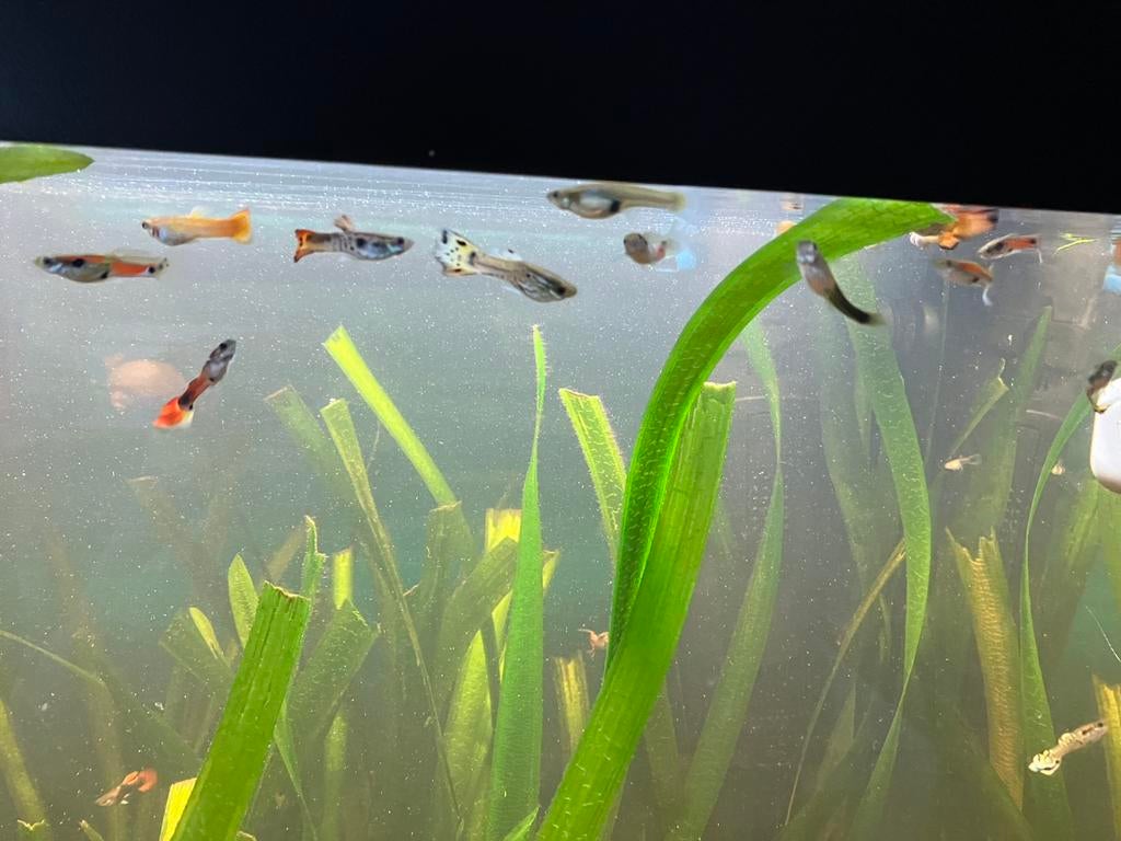 guppies, appelslakken, andere zie beschrijving onderaan, Dieren en Toebehoren