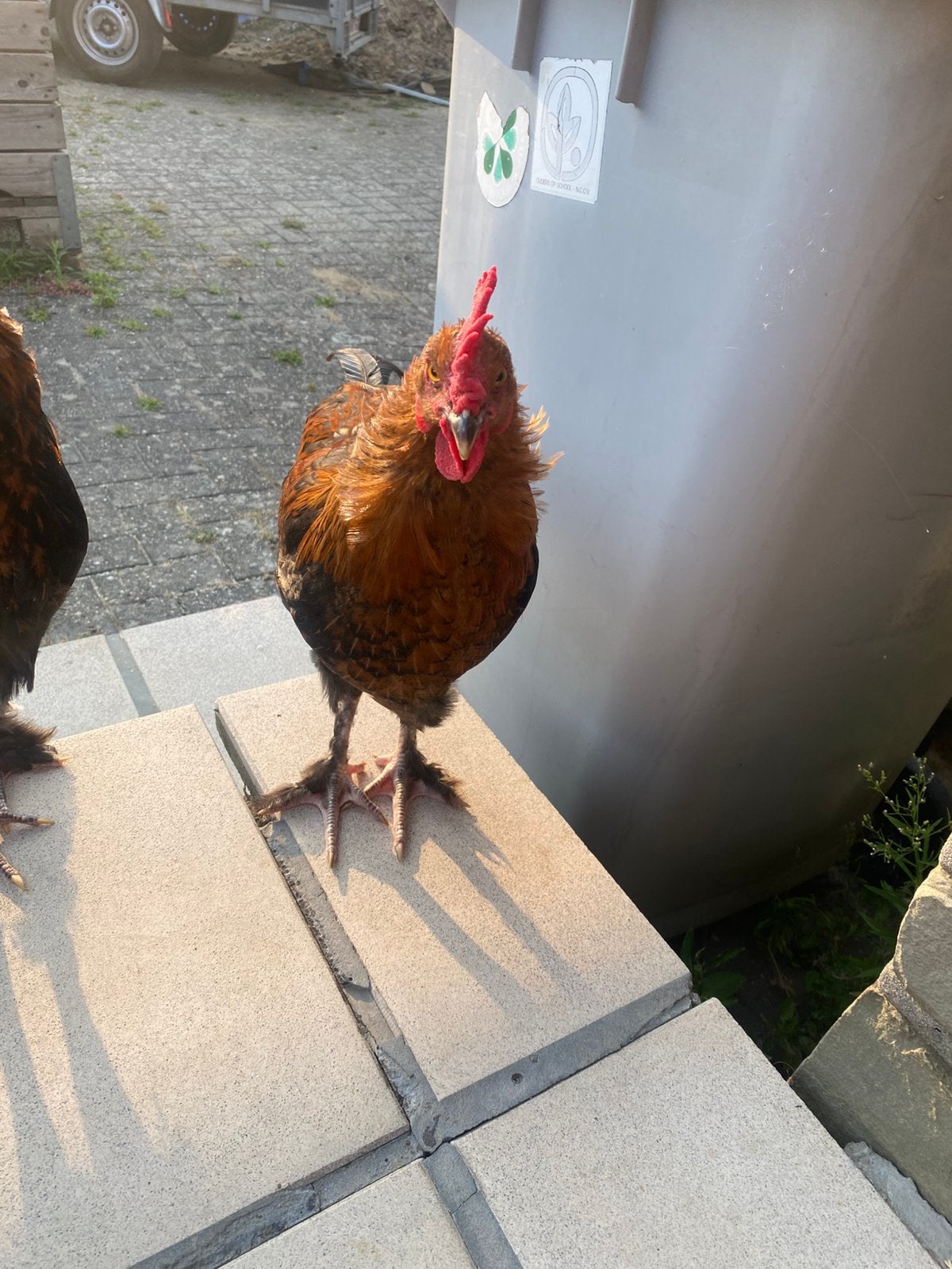 Jonge haan - Marans - zeer lief - met de hand opgevoed!, Dieren en Toebehoren, Mannelijk, Kip