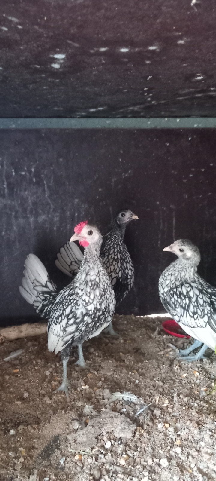 Sebright trio, Dieren en Toebehoren, Pluimvee, Meerdere dieren, Kip