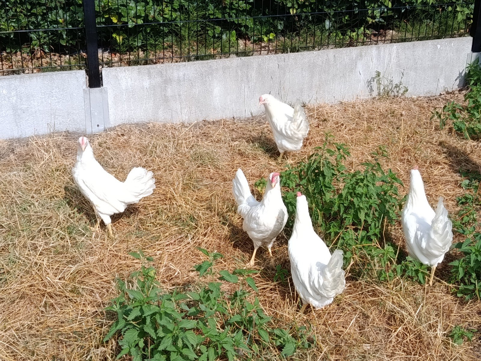 jonge leghorns legklaar, Dieren en Toebehoren, Kip