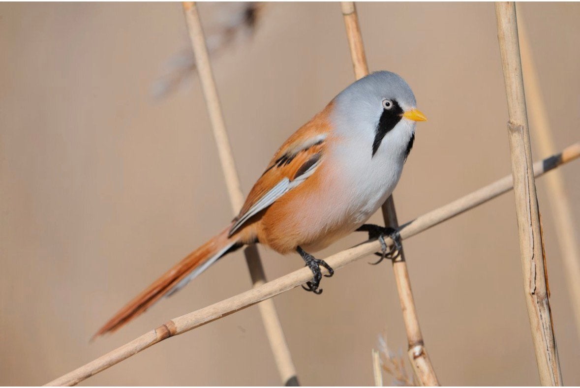 Baardmannetjes, Dieren en Toebehoren, Wildzangvogel