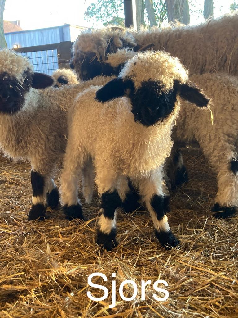 Sjors van ‘t Graanhof, ramlam, Walliser Schwarznase, Mâle, Mouton, 0 à 2 ans