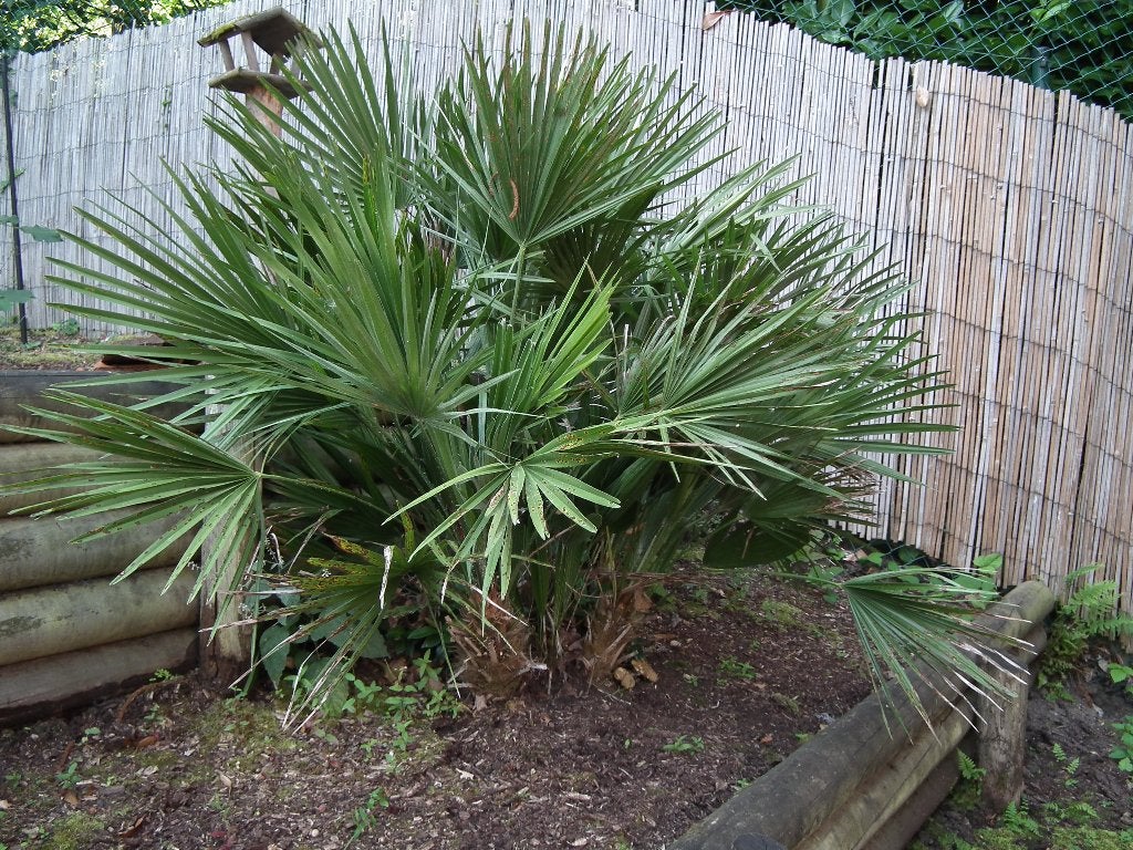 Palmier chamaerops. hauteur 1m40 / largeur 1m50 (+ou-), Jardin & Terrasse, Plein soleil, Enlèvement, Palmier, 100 à 250 cm