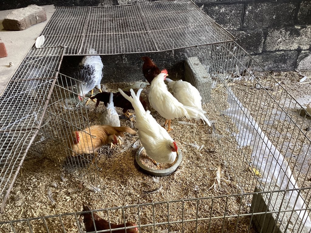 A DONNER Coqs leghorns nains, Animaux & Accessoires, Mâle, Poule ou poulet