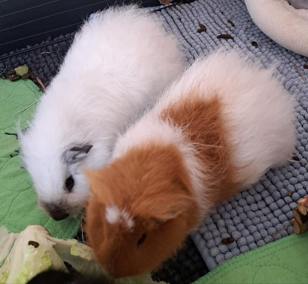 2 ch teddy beertjes zoeken thuis, Mâle, Février, Domestique, Cobaye