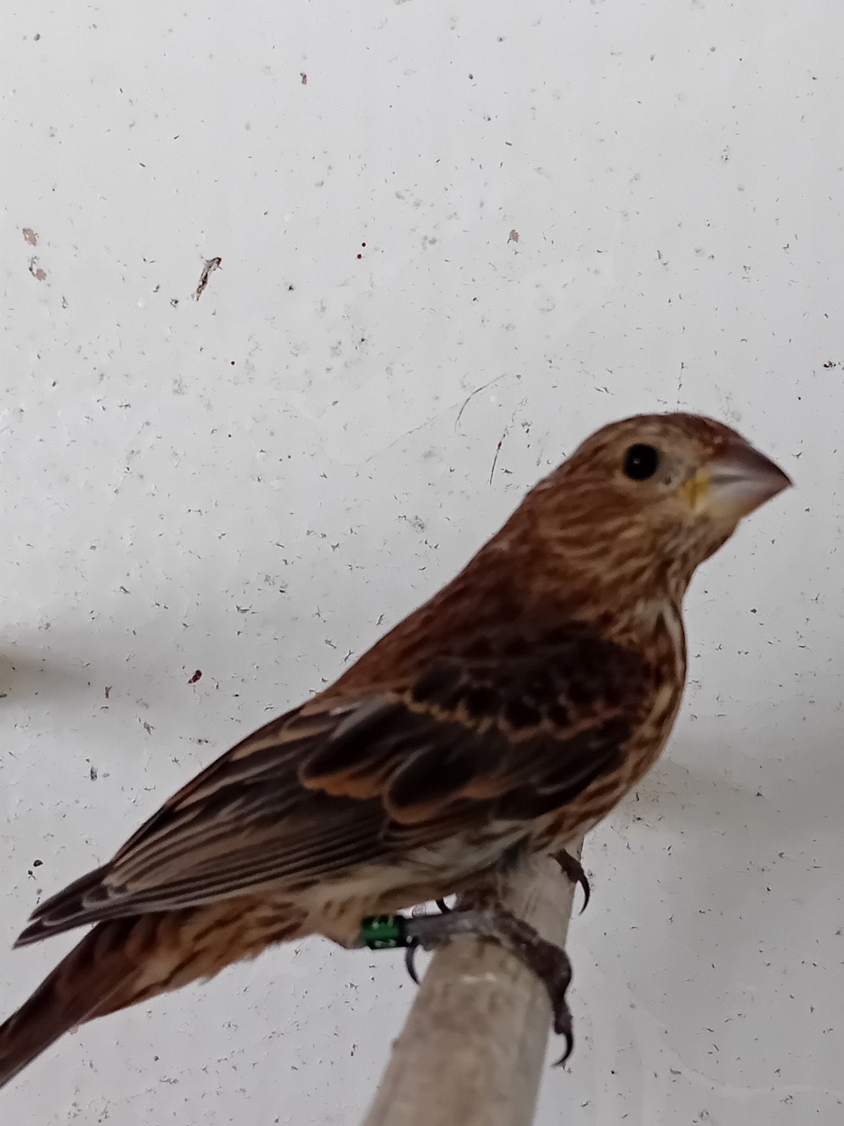 Mexicaanse roodmus, Dieren en Toebehoren, Vogels | Overige Vogels, Vrouwelijk, Geringd