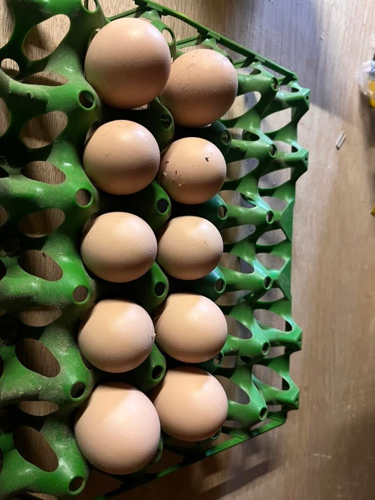 Broedeieren te koop, Sexe inconnu, Poule ou poulet