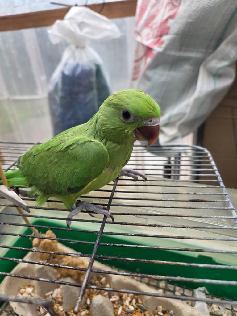 Halsbanden, Dieren en Toebehoren, Vogels | Parkieten en Papegaaien