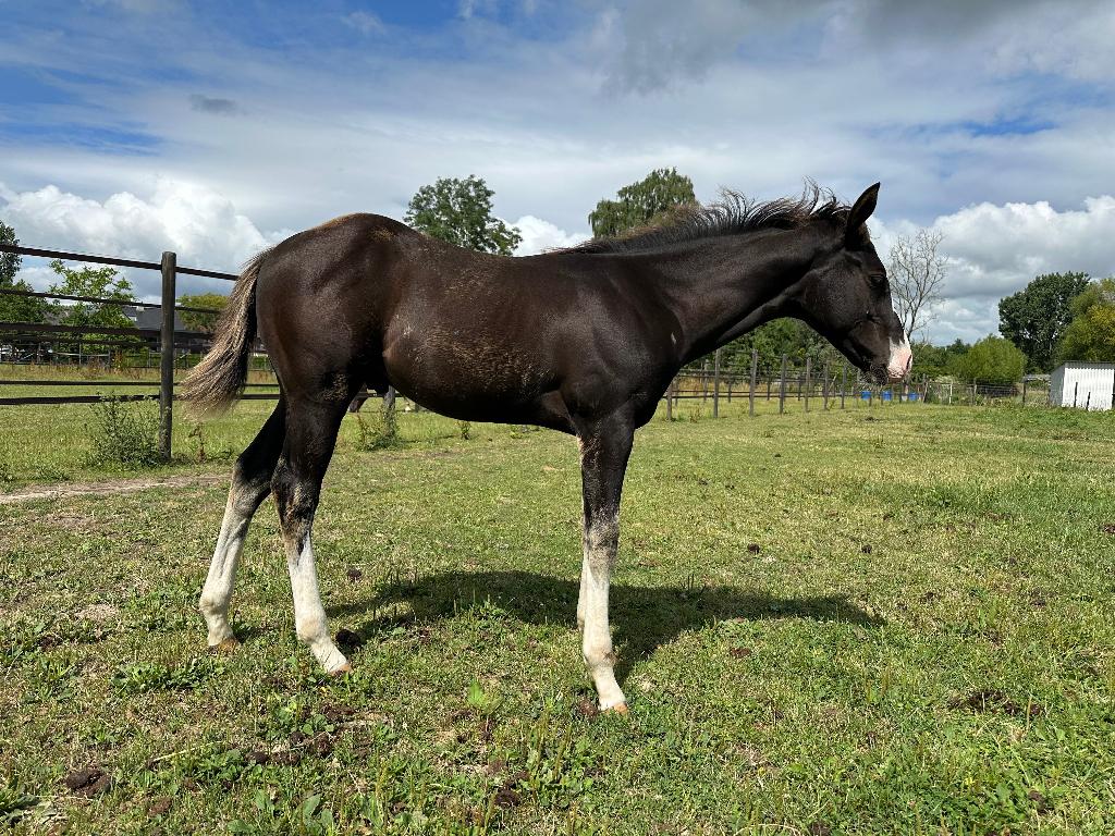 1 jarige paint horse, Dieren en Toebehoren, Met stamboom, 0 tot 2 jaar, Hengst, Westernpaard