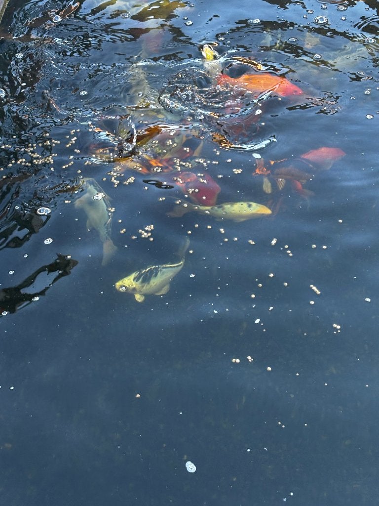 Jonge Koi’s, Carpe ou Koï