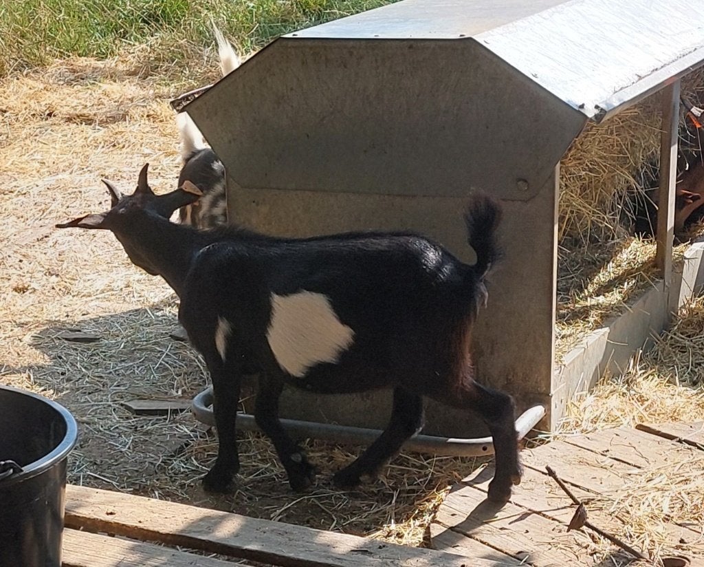 Jong mieke, Femelle, Chèvre, 0 à 2 ans