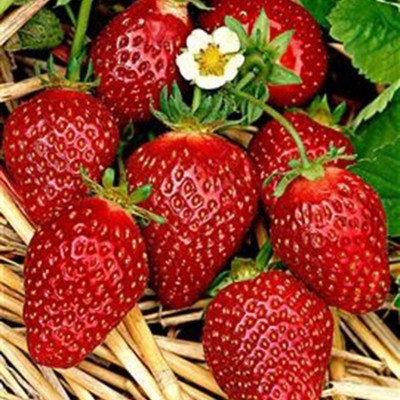 aardbeiplanten Korona, Tuin en Terras, Planten | Tuinplanten, Vaste plant, Ophalen of Verzenden, Halfschaduw, Fruitplanten