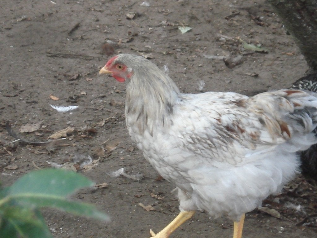 wyandotte hanen (groothoenders), Dieren en Toebehoren, Pluimvee, Mannelijk, Kip
