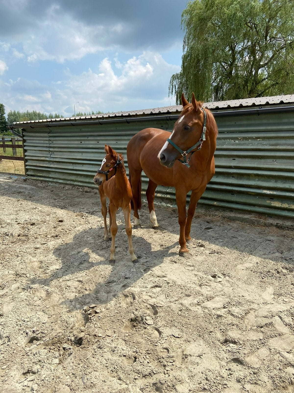 Paard jaarling, Hengst, Z