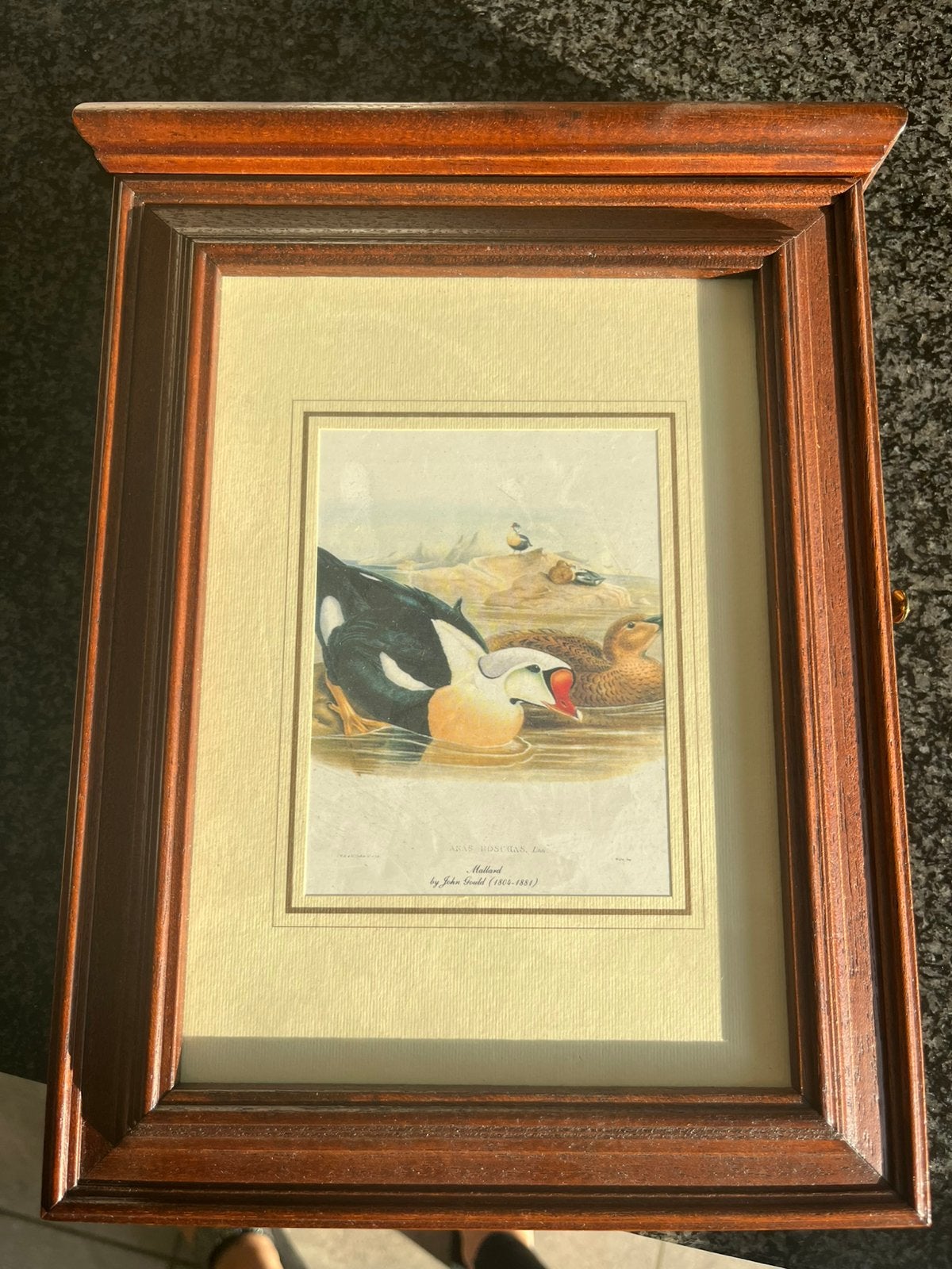 Mooie houten sleutelkast – John Gould afbeelding, Antiek en Kunst, Ophalen, Vintage, Print