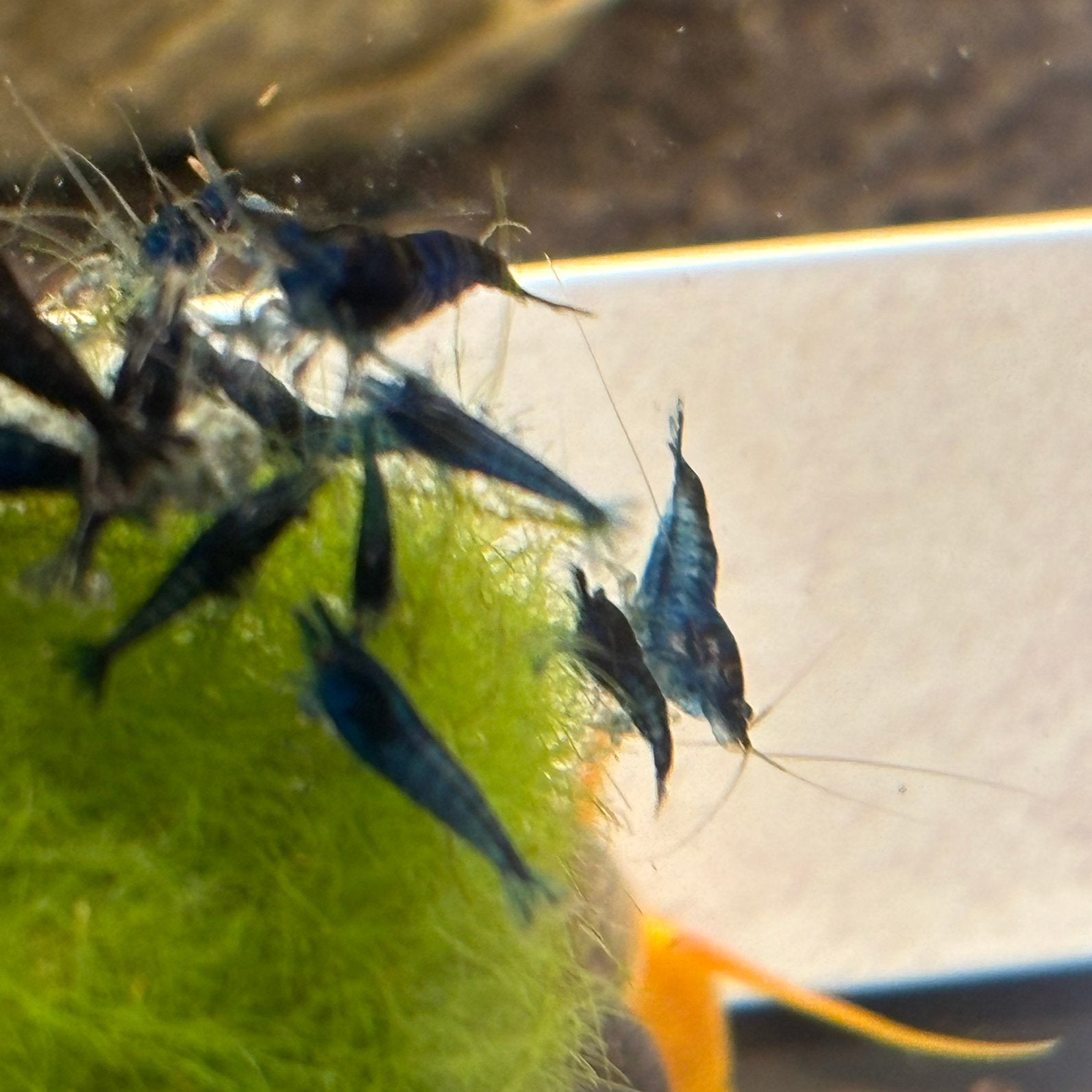 Neocaridina blue dream garnalen