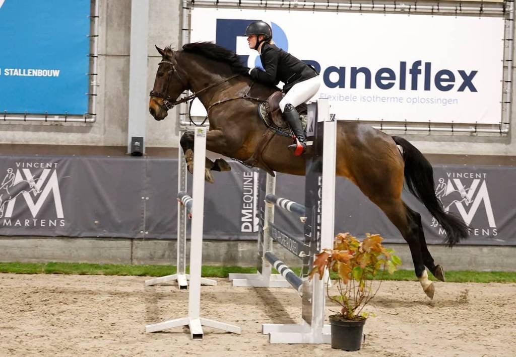 Lieve en betrouwbare merrie, Dieren en Toebehoren, Springpaard, L, 11 jaar of ouder, 165 tot 170 cm