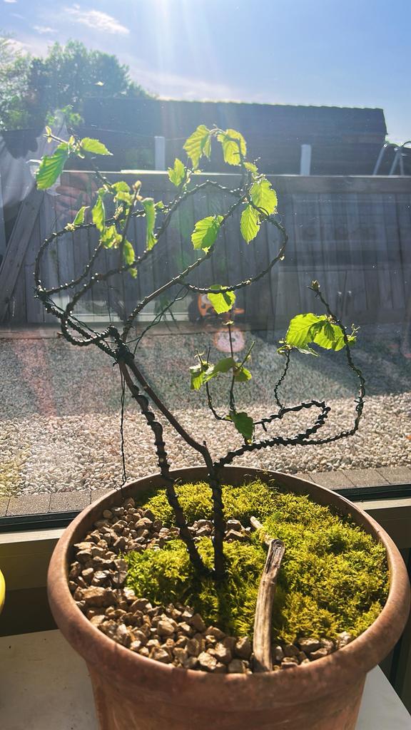 Jonge Bonsai in Ontwikkeling – Uniek Project!, Tuin en Terras, Ophalen
