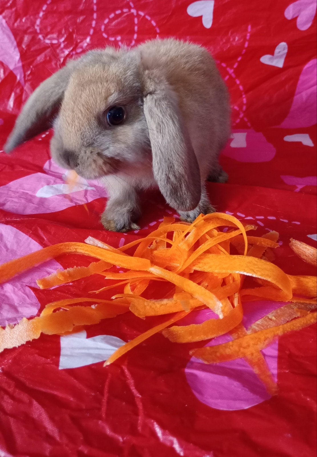 Minilop, Dieren en Toebehoren, Ophalen
