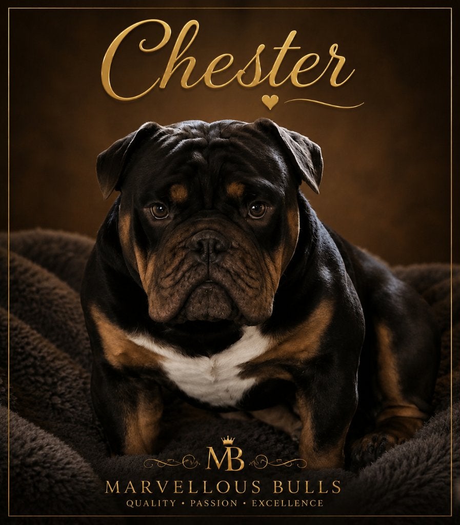 Old English/ New English Bulldog dekreu, Animaux & Accessoires, Chiens | Bouledogues, Pinschers & Molossoïdes, Chien (mâle), Bouledogue