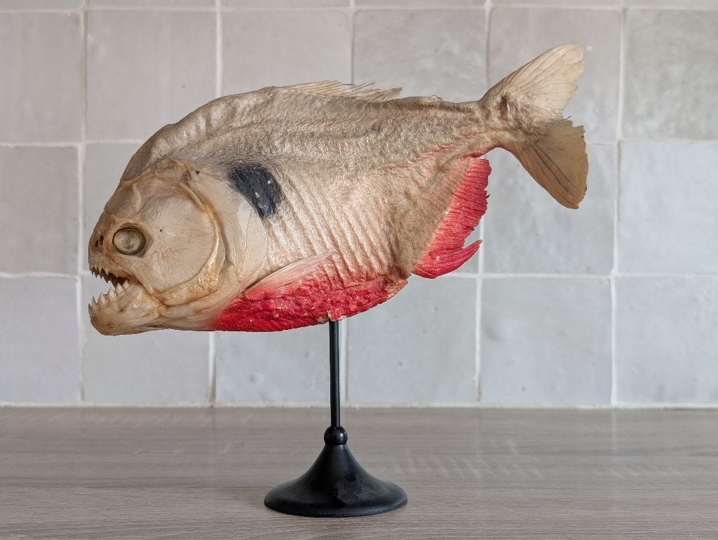 Piranha naturalisé taxidermie ancien antiquité brocante, Enlèvement ou Envoi, Utilisé, Autres, Animal empaillé