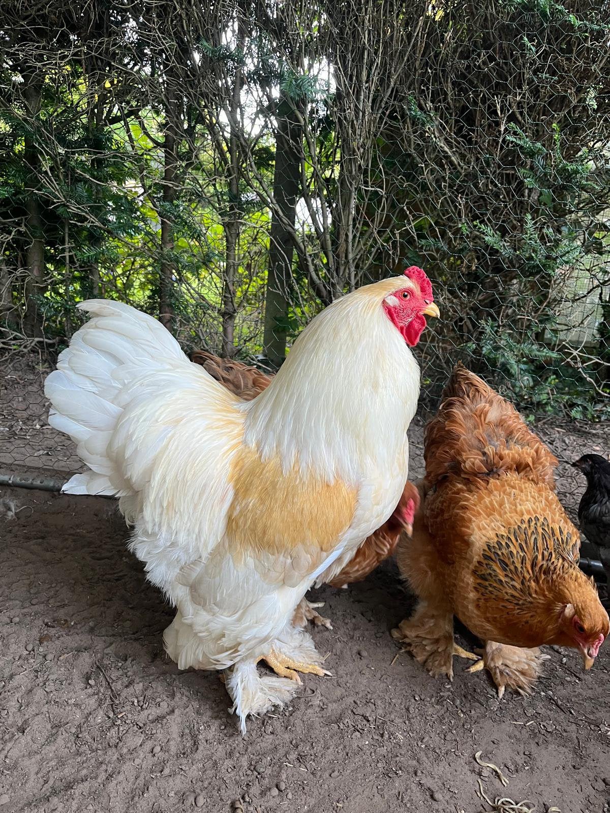 Broedeieren brahma lemon