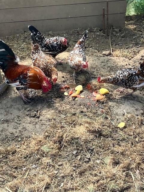 Broedeieren Doornikse kriel, Dieren en Toebehoren, Pluimvee