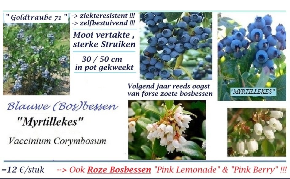 BLAUWE BOSBES STRUIKEN "GOLDTRAUBE 71" = 30/50 CM, 12€/Stuk., Vaste plant, Ophalen of Verzenden, Halfschaduw, Fruitplanten
