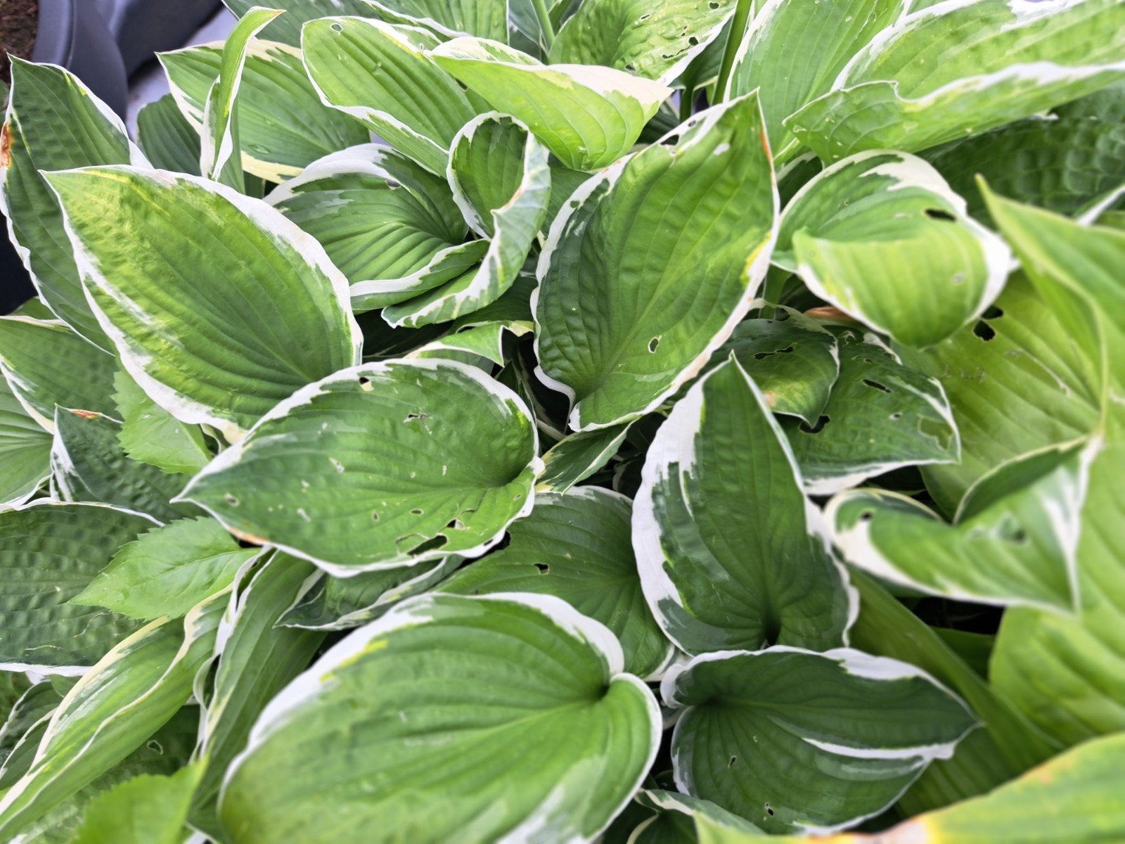 Hostas,,verschillende soorten,,1€en2.50,€per pot, Ophalen