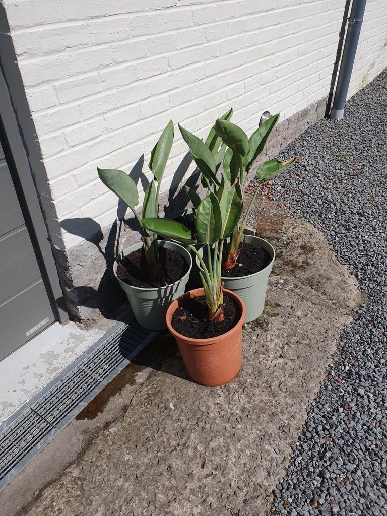 Strelitia plant 4 stuks ook appart te koop, Ophalen