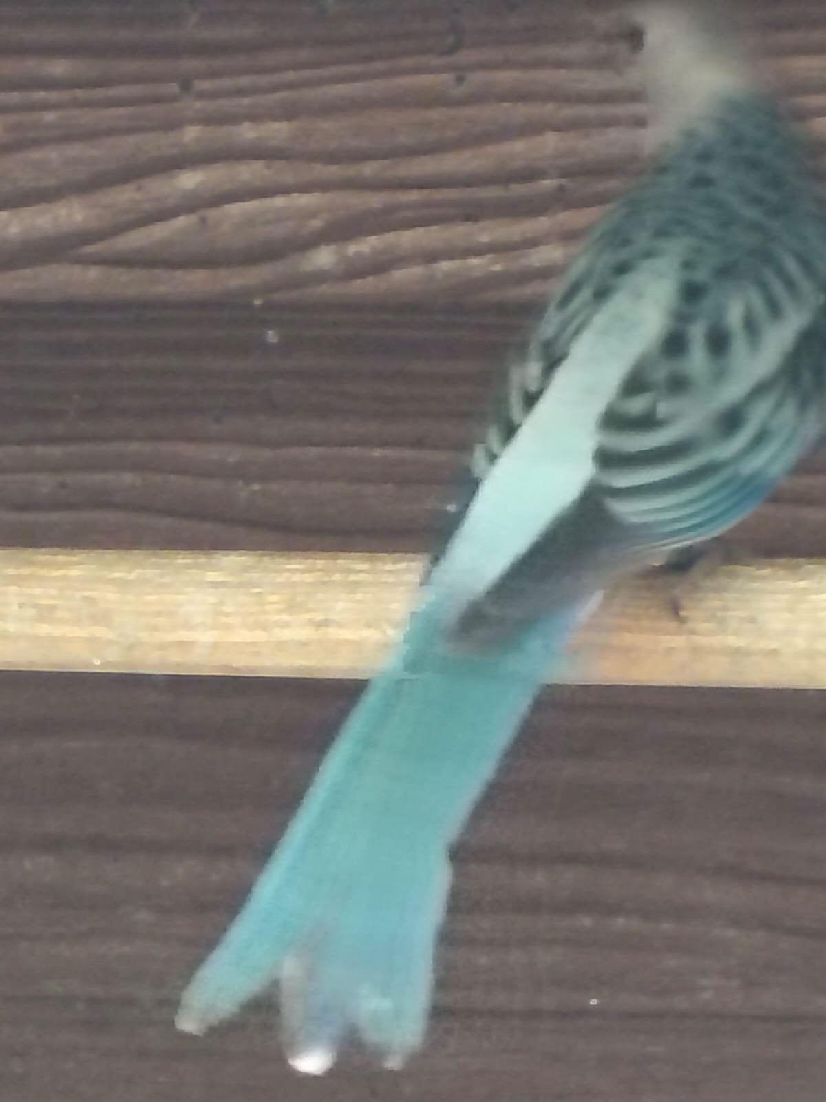 Rosella 2026, Dieren en Toebehoren, Meerdere dieren, Parkiet, Geringd