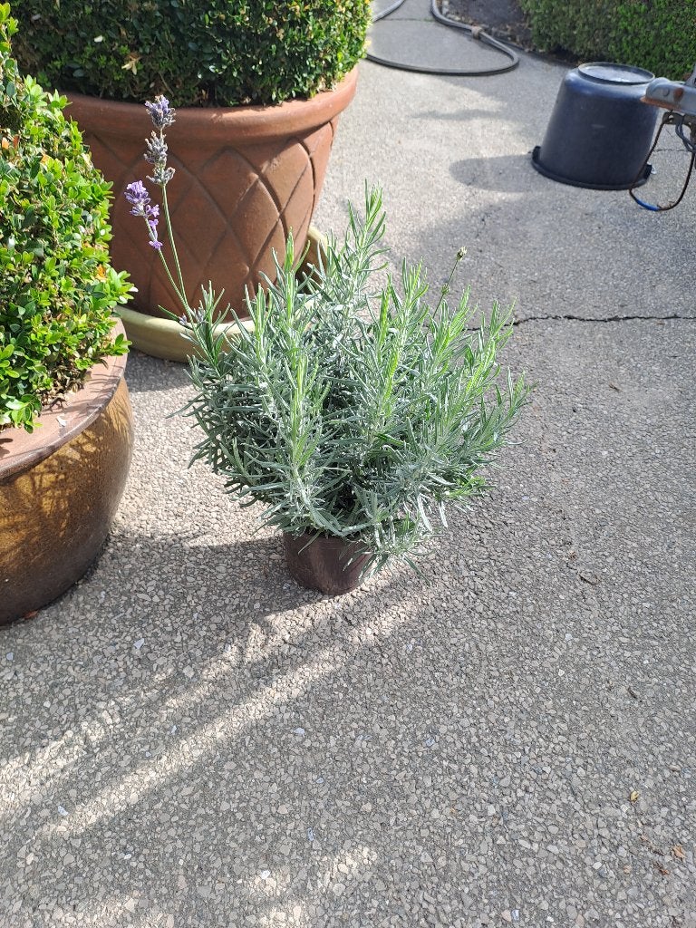 ik heb een aantal mooie dikke lavendel dwarf bleu 2€, Tuin en Terras, Planten | Tuinplanten, Volle zon, Vaste plant, Lente, Ophalen