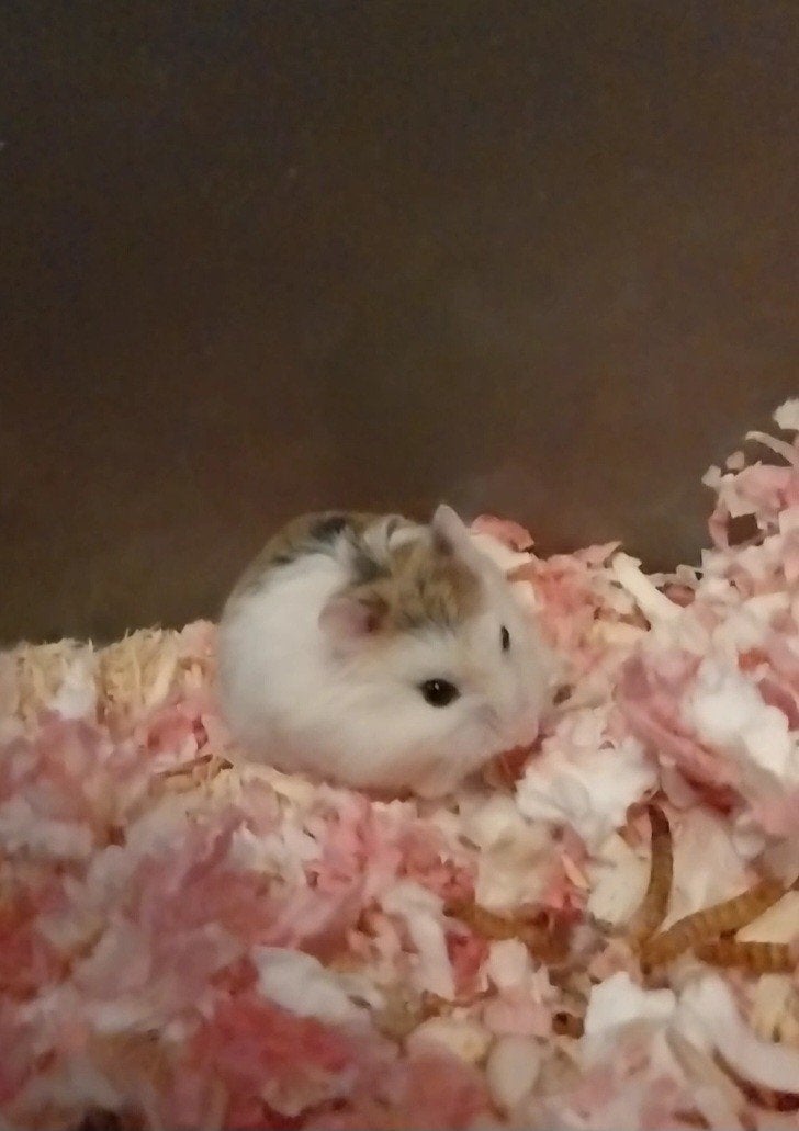 Roborovski Dwerghamsters, Animaux & Accessoires, Rongeurs, Hamster, Juin, Domestique